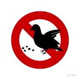 イラスト_鳩にエサを与えない